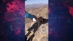 نجات روباهی که سرش در ظرف پلاستیکی گیر کرده بود