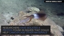 Squid Offers Possibility of Virtually Vanishing