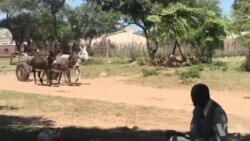 Donkey Carts Reliable Mode of Transport in Rural Gwanda North