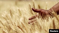 FILE - A farmer harvests wheat on a field in the El-Menoufia governorate, north of Cairo, Egypt.