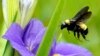 นักวิจัยศึกษา "ประชากรผึ้งโลก" - สร้างแผนที่เพื่อการอนุรักษ์