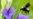 Bugged: Earth's Insect Population Shrinks 27% in 30 Years