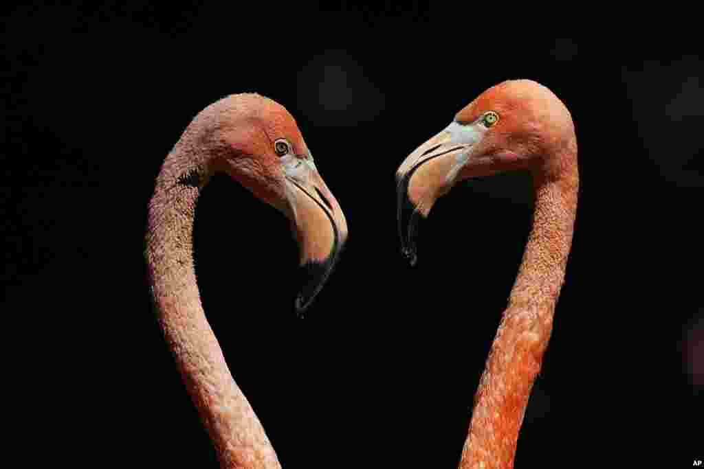 Flamingos stand in their enclosure at the zoo 'Hellabrunn' in Munich, Germany.