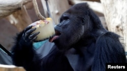 ARSIP – Gorilla dataran rendah dari bagian barat memakan es krim di kandangnya di Kebun Binatang Praha, Republik Czech, 6 Agustus 2018 (foto: Reuters/David W. Cerny)