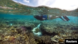 Attempts to Save the Great Barrier Reef Not Working