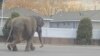 Esta imagen cortesía de Matayah Utrayle-Shaylene Smith muestra a un elefante que escapó mientras cruza una calle, el martes 17 de abril de 2024, en Butte, Montana.