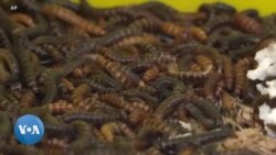 Un insecte africain pour lutter contre la pollution plastique