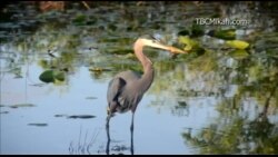 美国万花筒：国家公园之旅-佛罗里达大湿地国家公园