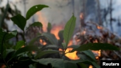 An ant is pictured as a fire burns a tract of Amazon jungle as it is cleared by loggers and farmers near Porto Velho, Brazil, Aug. 27, 2019. 