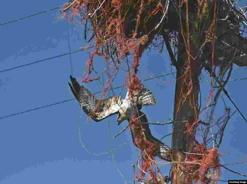 This is how ospreys’ unhealthy affinity for baling twine can kill. Idaho Fish and Game biologist Beth Waterbury rescued this osprey in the nick of time. (Beth Waterbury, Idaho Fish and Game)