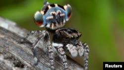 A specimen of the newly-discovered Australian Peacock Spider, Maratus Lobatus, shows off his colourful abdomen in this undated picture from Australia. 