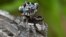 A specimen of the newly-discovered Australian Peacock Spider, Maratus Lobatus, shows off his colourful abdomen in this undated picture from Australia. 