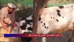 از افغانستان تا آلمان؛ تلاشی برای نجات از فقر