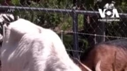 У Каліфорнії кози допомагають боротися з лісовими пожежами. Відео