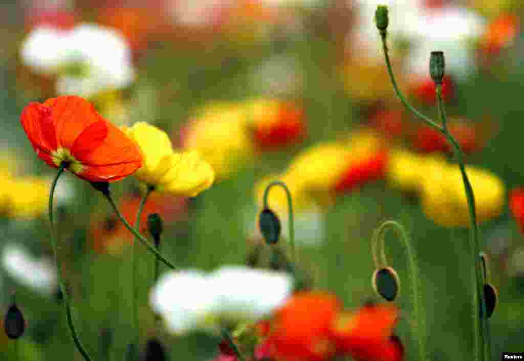 موسم بہار کی رُت