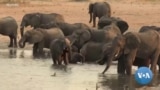 Zimbabwe to cull 200 elephants for food amid drought