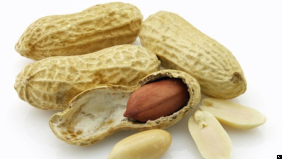 Similar to allergy shots for dust and pollen, feeding peanuts in tiny amounts is designed to reprogram the young patients’ immune system so peanuts don’t provoke life-threatening reactions.