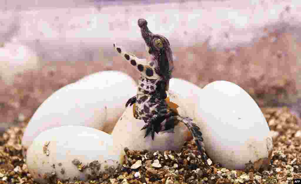 A West African dwarf crocodile hatches from its egg at the Planet Exotica zoological and botanical garden in Royan, southwestern France.