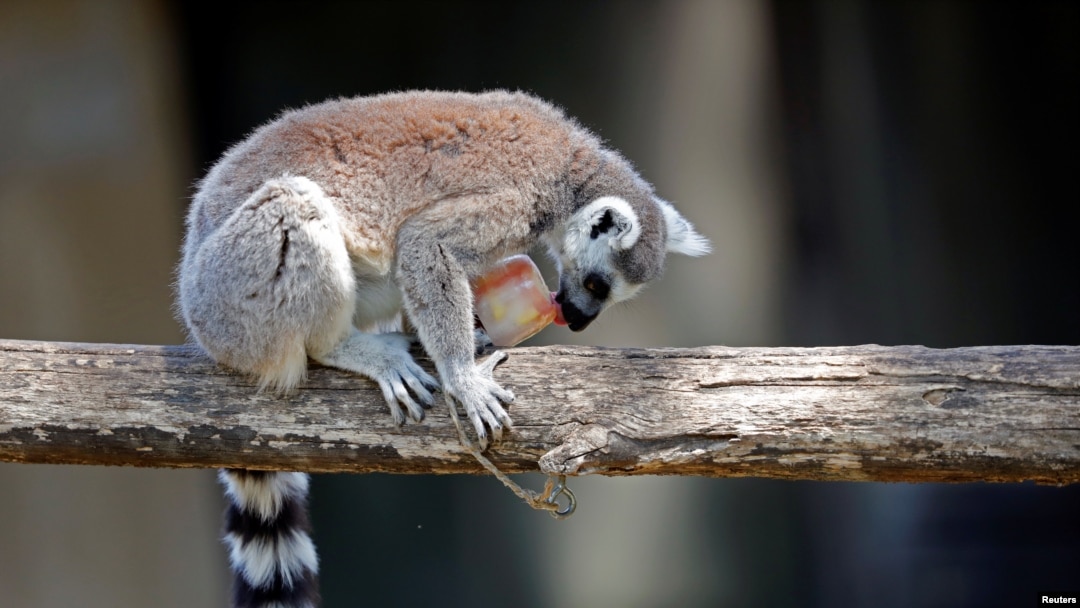 Ring-tailed lemur eats iced food at a zoo in Rome, Italy, June 27, 2019.