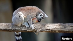 Ring-tailed lemur eats iced food at a zoo in Rome, Italy, June 27, 2019.