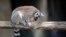 Ring-tailed lemur eats iced food at a zoo in Rome, Italy, June 27, 2019.