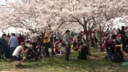 Warung VOA: Festival Bunga Sakura (2)