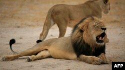 FILE - This handout picture taken October 21, 2012, and released last month by the Zimbabwe national parks agency shows Cecil, the much-loved lion killed by an American bowhunter in July. 