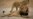Lion Kills Safari Guide in Zimbabwe Park