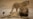 Zimbabweans Linked to Illegal Lion Hunt Appear in Court