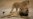 Man Who Shot Cecil the Lion Speaks Out