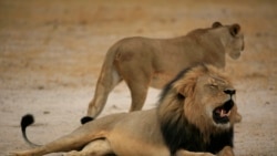 Interview With Randy Paynter of Care2 Petititions on Cecil The Lion