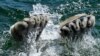 A polar bear jumps into the water during an extreme hot summer, July 24, 2019, at the zoo in Gelsenkirchen, Germany.