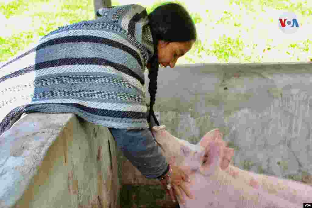 Econ&#243;micamente, este proyecto les ha servido para adquirir otros animales para la finca, como un par de cerdos.