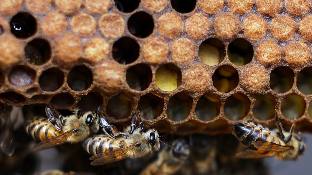 Colombian Scientists Develop Substance to Protect Bees from Chemicals