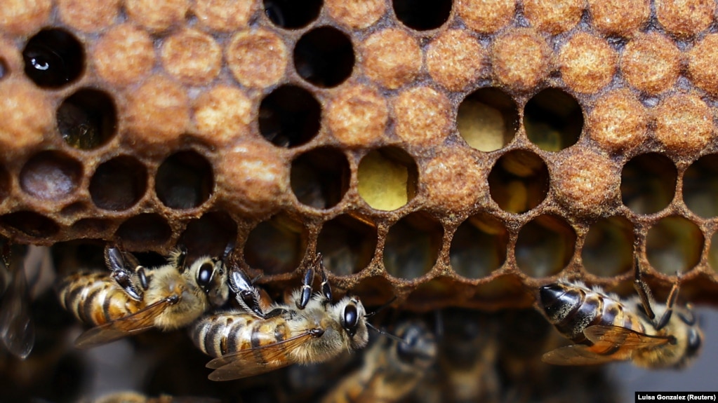 Bees from the apiary of the Universidad del Rosario are raised for the research of the formula to protect the brain of bees and other pollinators affected by exposure to insecticides, Bogota, Colombia, October 17, 2024. (REUTERS/Luisa Gonzalez)