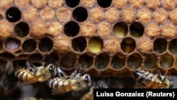 Bees from the apiary of the Universidad del Rosario are raised for the research of the formula to protect the brain of bees and other pollinators affected by exposure to insecticides, Bogota, Colombia, October 17, 2024. (REUTERS/Luisa Gonzalez)