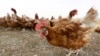 Guinea Kills Poultry Over Bird Flu