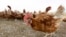 FILE: Representative illustration of chickens, which can suffer bird flu. Taken October 21, 2015.