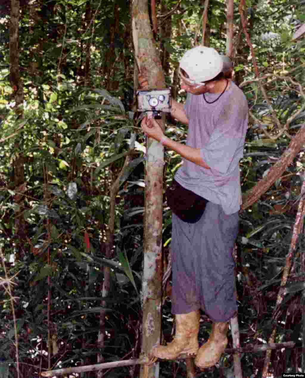 Researcher Carlos Guidorizzi is fixing a camera trap with bananas to attract monkeys, raccoons, tayras, and other arboreal and semi-arboreal mammals. (Credit: Gustavo Canale)