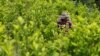 UN: Colombia's Coca Cultivation Hits Record in 2017