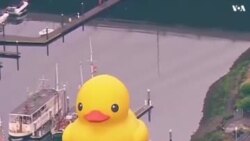 NO COMMENT: Թաքոմայում Առագաստանավերի փառատոնին է միացել հսկայական չափերի ռեզինե բադիկը