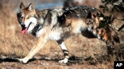 FILE - In this undated file photo provided by the U.S. Fish and Wildlife Service, a Mexican gray wolf leaves cover at the Sevilleta National Wildlife Refuge, Socorro County, N.M. 