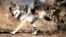 FILE - In this undated file photo provided by the U.S. Fish and Wildlife Service, a Mexican gray wolf leaves cover at the Sevilleta National Wildlife Refuge, Socorro County, N.M. 