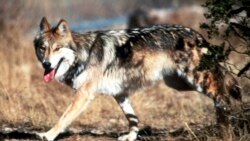 Changing the U.S. Endangered Species Act