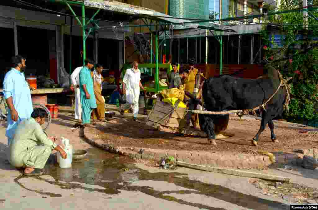 آج کے جدید دور میں کوہلو سے تیل نکالنے کا طریقہ بہت ہی کم نظر آتا ہے۔