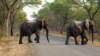 FILE - Elephants cross the road in Hwange National Park, about 700 kilometers south west of Harare, Zimbabwe, Oct. 1, 2015. An anti-poaching unit operating on the west of Zimbabwe’s Matusadona National Park reported no elephants poached for nearly two years.