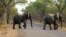 FILE - Elephants cross the road in Hwange National Park, about 700 kilometers south west of Harare, Zimbabwe, Oct. 1, 2015. An anti-poaching unit operating on the west of Zimbabwe’s Matusadona National Park reported no elephants poached for nearly two years.