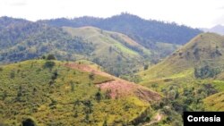 La reserva natural de Bosawás, en Nicaragua, es zona de conflicto entre los indígenas que la habitan y colonos y traficantes de madera que quieren expulsarlos para despalar y comercializar la madera. Los indígenas se dicen indefensos ante los colonos. Foto Cortesía La Prensa.