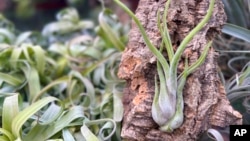 This image provided by Air Plant Hub shows a Tillandsia caput-medusae air plant in Vacaville, California. (Nathaniel Miller/Air Plant Hub via AP)