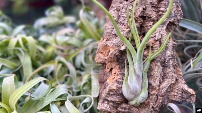 This image provided by Air Plant Hub shows a Tillandsia caput-medusae air plant in Vacaville, California. (Nathaniel Miller/Air Plant Hub via AP)